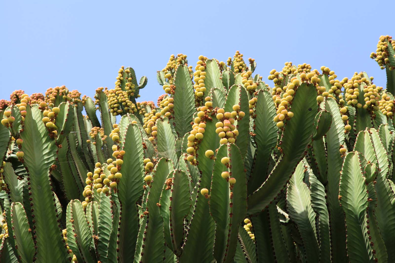 Euphorbia Abyssinica (Desert Candle)