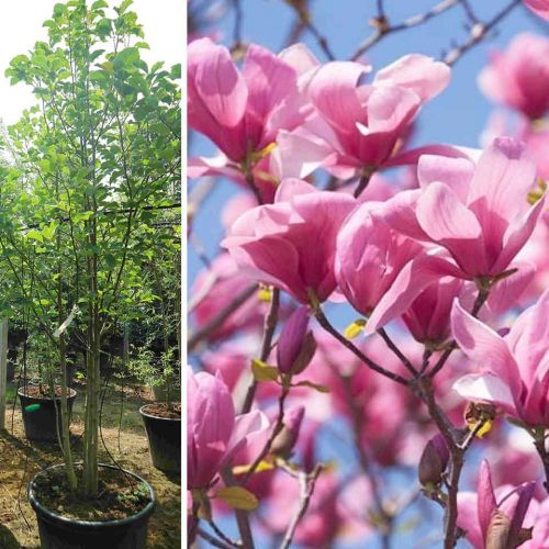 Manuka Tree – Malaysia Online Plant Nursery