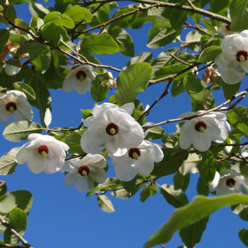 Magnolia Sieboldii (Siebolds Magnolia / Oyama Magnolia) - Shrub