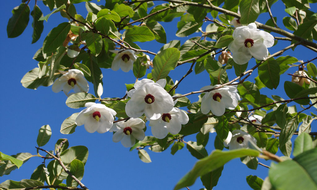 Magnolia Sieboldii (Siebolds Magnolia / Oyama Magnolia) - Shrub