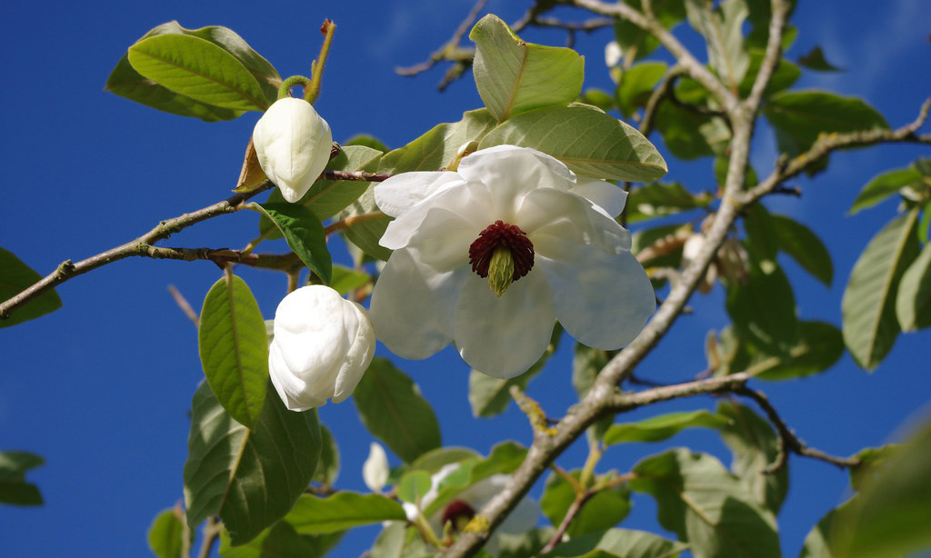 Magnolia Sieboldii (Siebolds Magnolia/Oyama Magnolia)