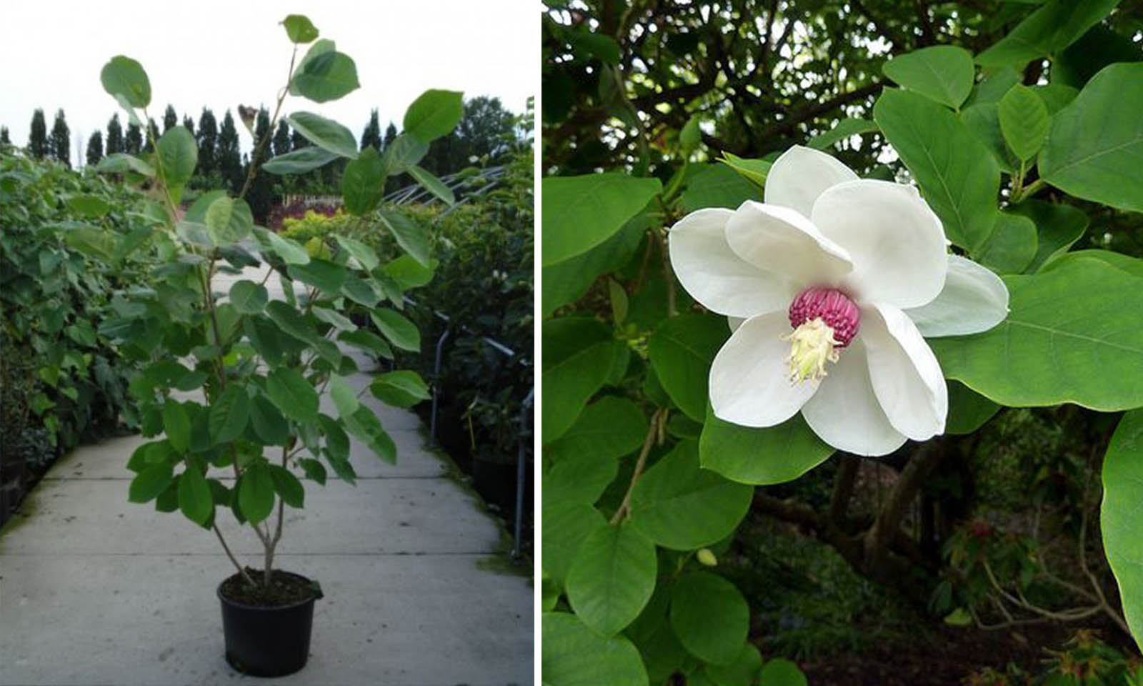 Magnolia Sieboldii (Siebolds Magnolia/Oyama Magnolia)