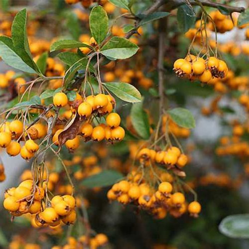 Pyracantha Soleil D'OR Yellow Berries (Golden Firethorn) - Climbing