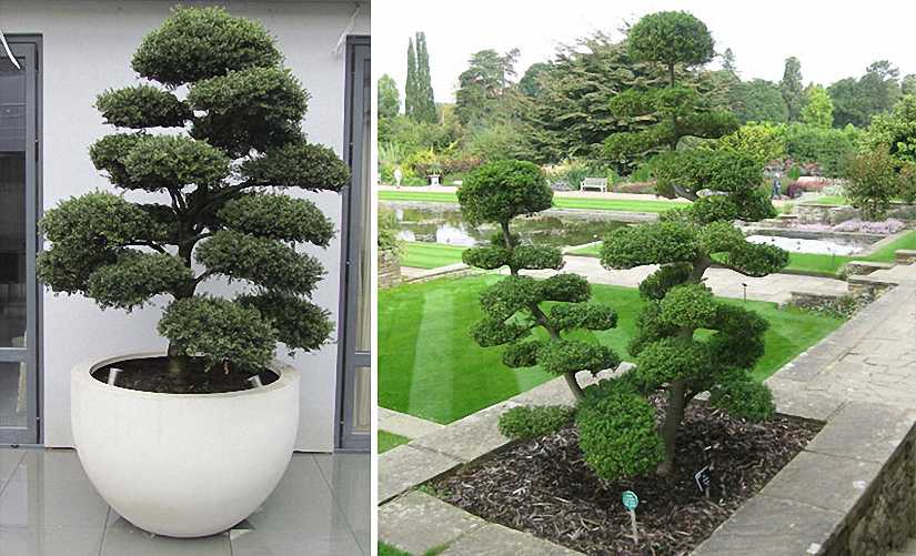 Ilex Crenata Kinme Japanese Style Garden Plants