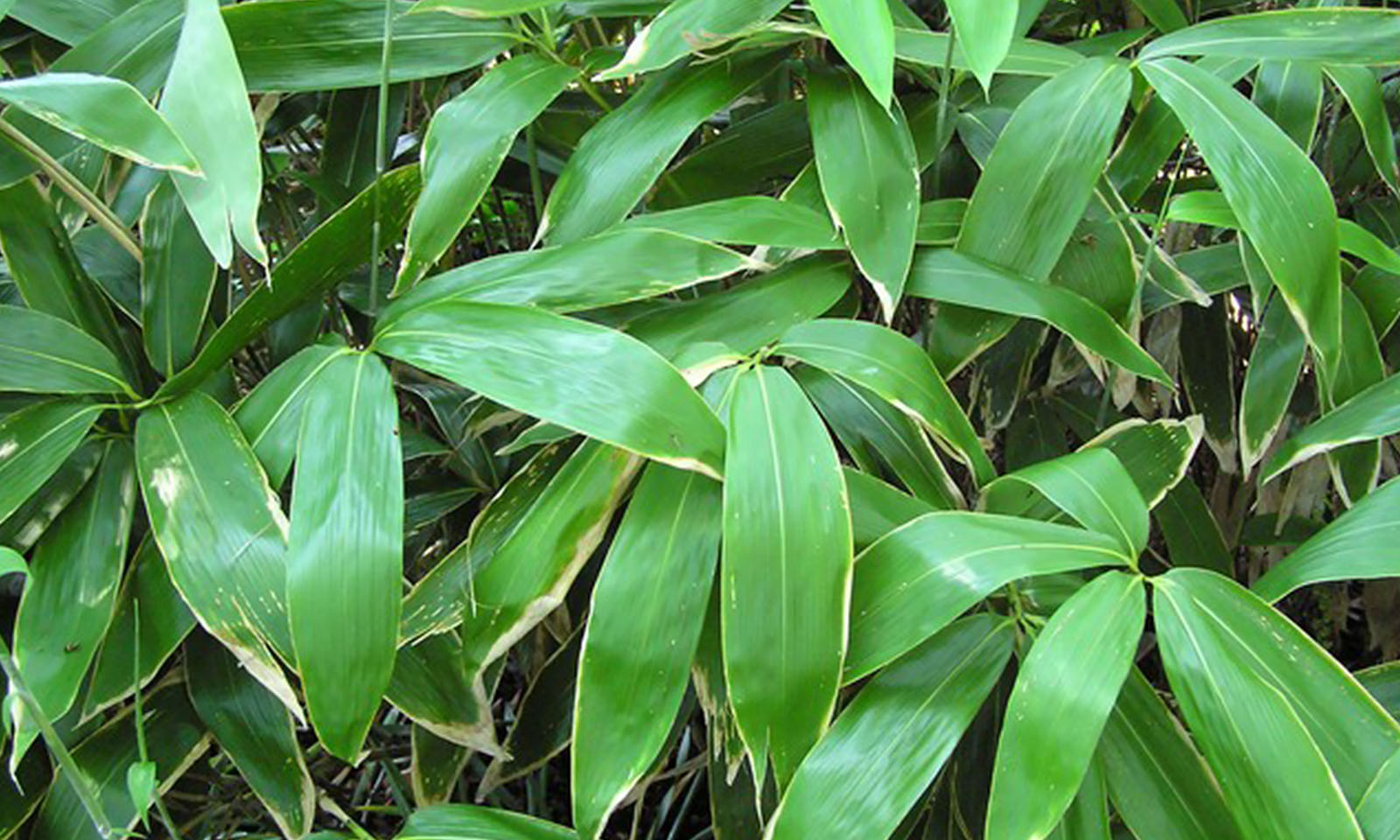 Bambusa Sasa Tessellata (Long Leaf Bamboo)