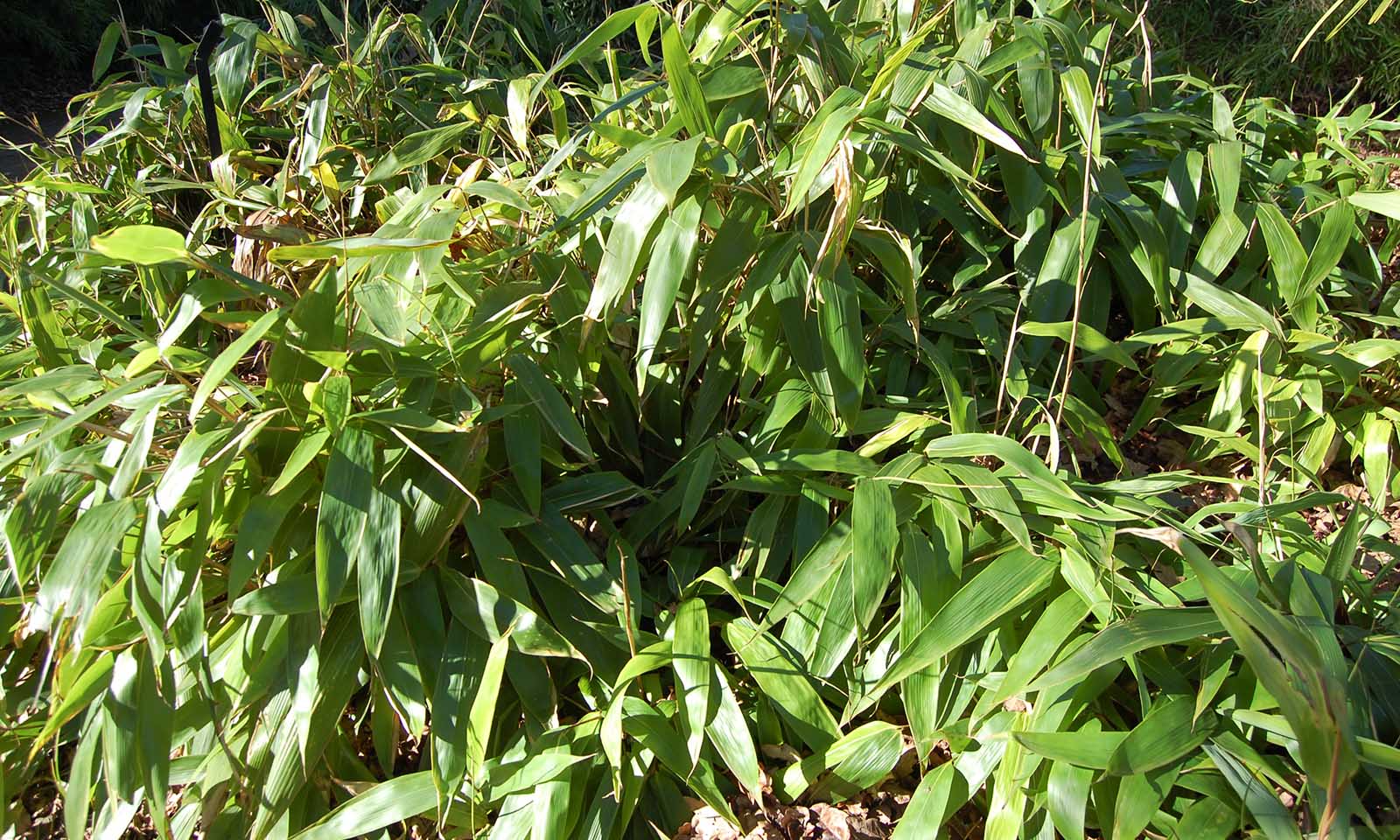 Bambusa Sasa Tessellata (Long Leaf Bamboo)