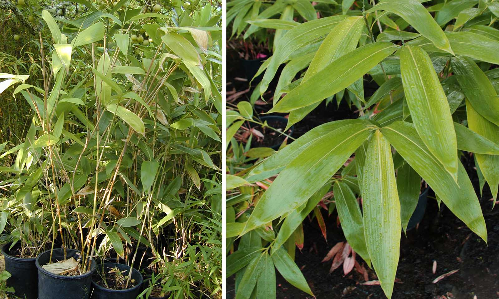 Bambusa Sasa Palmata Nebulosa (Broadleaf Bamboo)