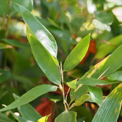 Ruscus-leaved Bamboo (Bambusa  Shibataea Kumasaca)