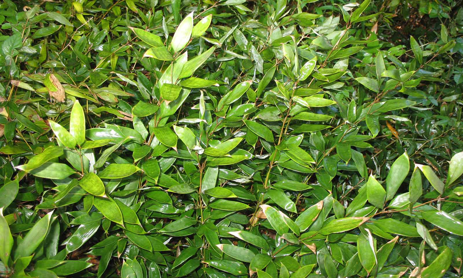 Bambusa Shibataea Kumasaca (Sasa Ruscifolia / Kumasaca, Ruscus-leaved Bamboo)