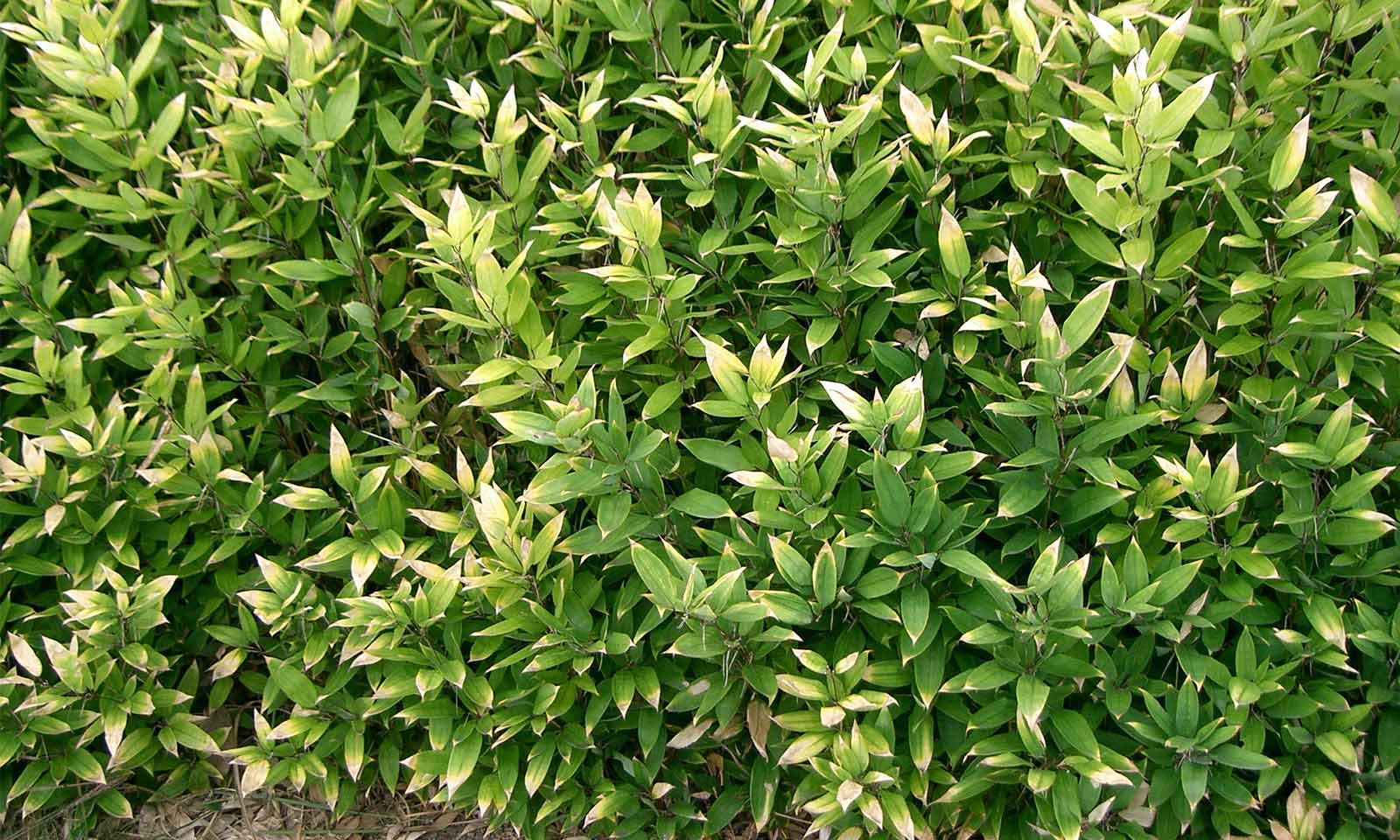 Bambusa Shibataea Kumasaca (Sasa Ruscifolia / Kumasaca, Ruscus-leaved Bamboo)