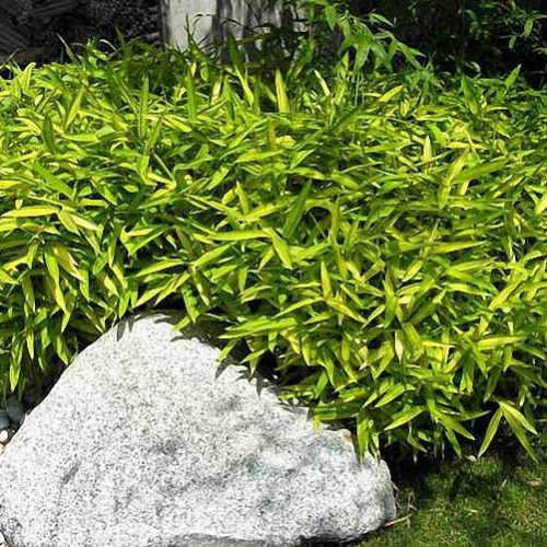 Dwarf Greenstripe Bamboo (Bambusa Pleioblastus Viridistriatus Auricoma)