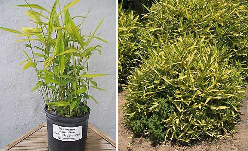Bambusa Pleioblastus Viridistriatus Auricoma (Dwarf Greenstripe Bamboo)