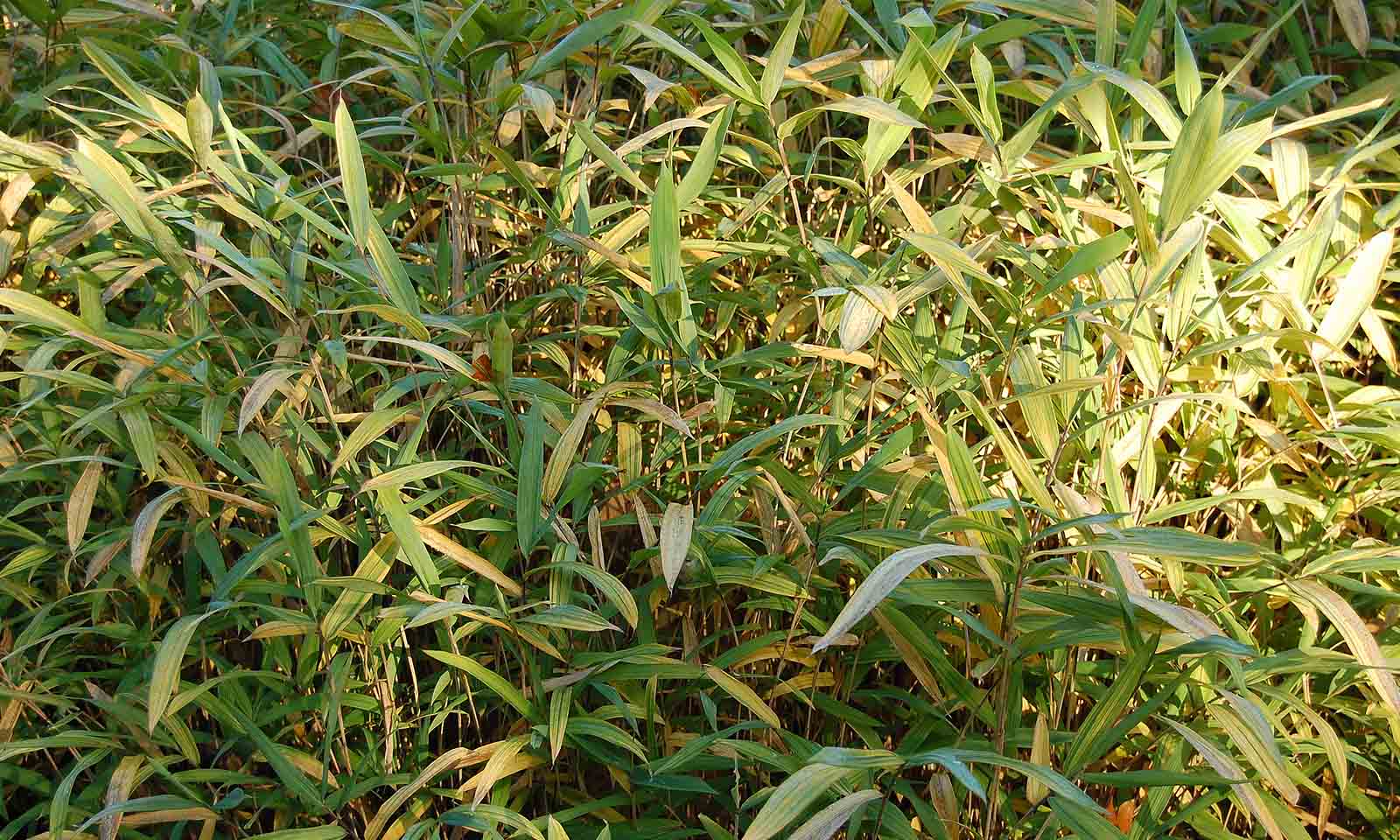 Bambusa Pleioblastus Viridistriatus Auricoma (Dwarf Greenstripe Bamboo)