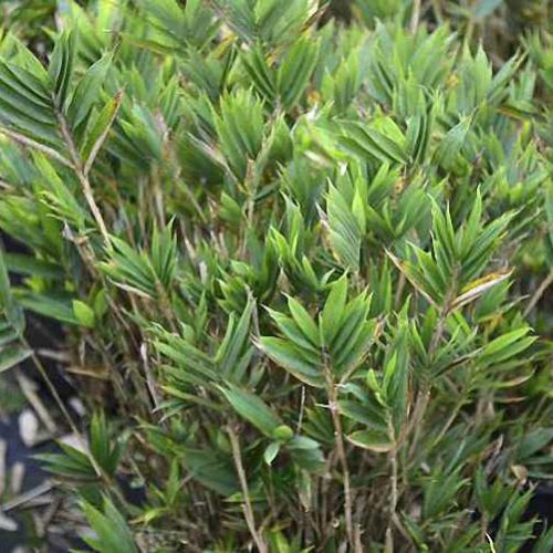 Dwarf Fernleaf Bamboo (Bambusa Pleioblastus Distichus)