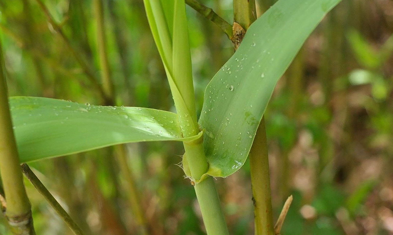 Bambusa Pleioblastus Distichus (Dwarf Fernleaf Bamboo)