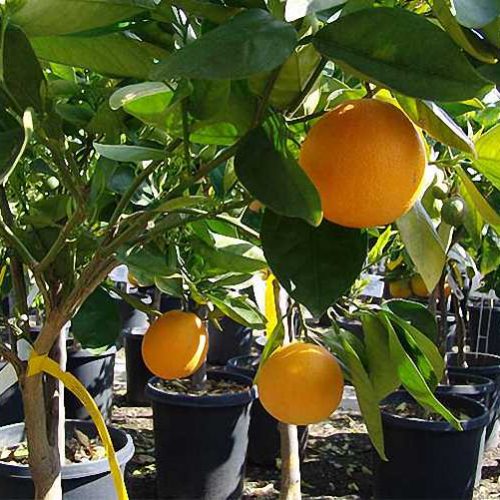 Citrus Sinensis (Orange Trees) - Half Standard