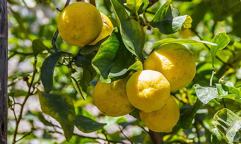 Citrus Limonum (Lemon Trees) – Half standard – Garden Plants Online