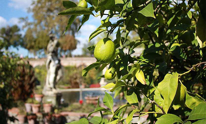 Citrus Lime (Lime Trees / Limetta) - Quarter Standard