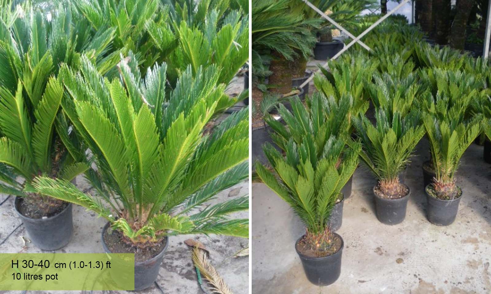 Cycas Revoluta (Sago Palm Cycad)