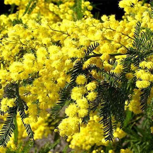 Acacia Dealbata (Mimosa Tree)