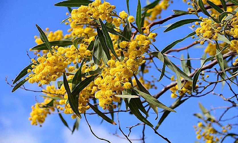 Acacia Dealbata (Mimosa Tree) – Garden Plants Online