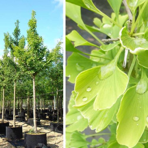 Ginkgo Biloba (Maidenhair Tree) - Standard