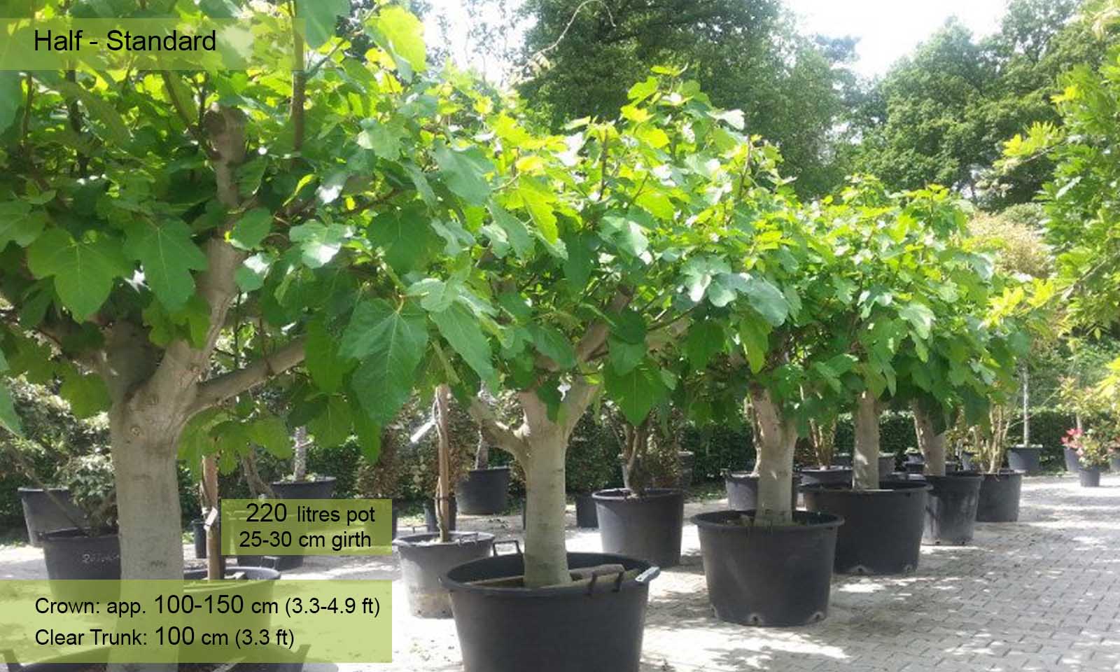 Ficus carica Brown Turkey