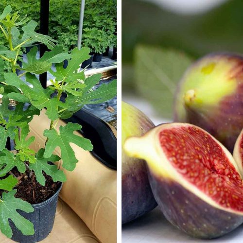 Ficus Carica Brown Turkey (Edible Common Fig Tree) - Shrub