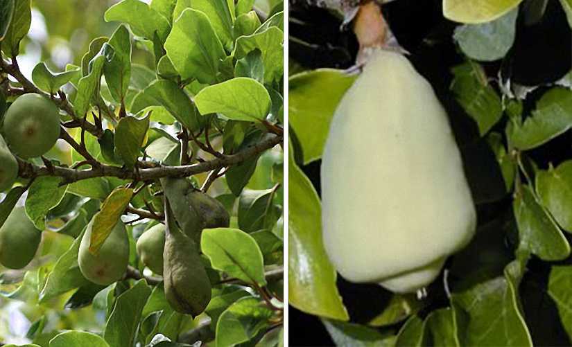 Ficus Carica Brown Turkey (Edible Common Fig Tree) - Shrub