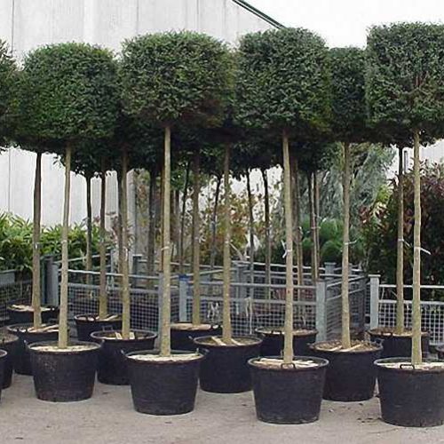 Ligustrum Jonandrum (Lollipop Privet) – Standard Cube