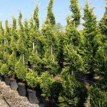 Leyland Cypress ‘Castlewellan Gold’ (Cupressocyparis Leylandii) – Spiral