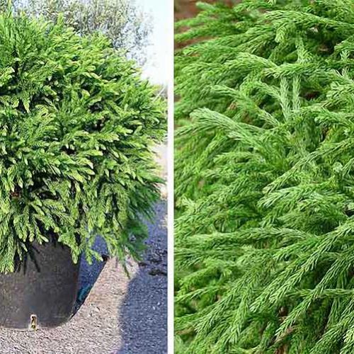 Cryptomeria Japonica Globosa Nana (Japanese Cedar) – Ball