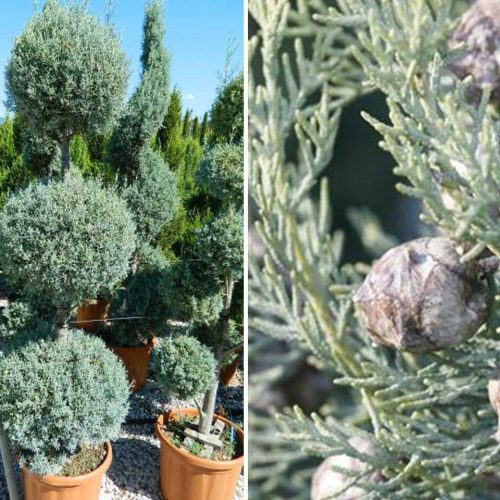 Cupressus Arizonica Fastigiata (Blue Arizona Cypress) – 3 Balls