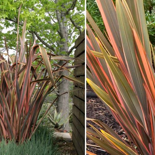 Phormium Sundowner (New Zealand Flax)