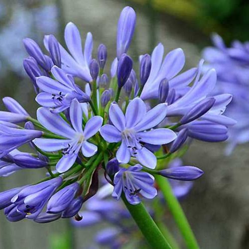 Agapanthus Umbellatus Ovatus (African Lily) - Shrub