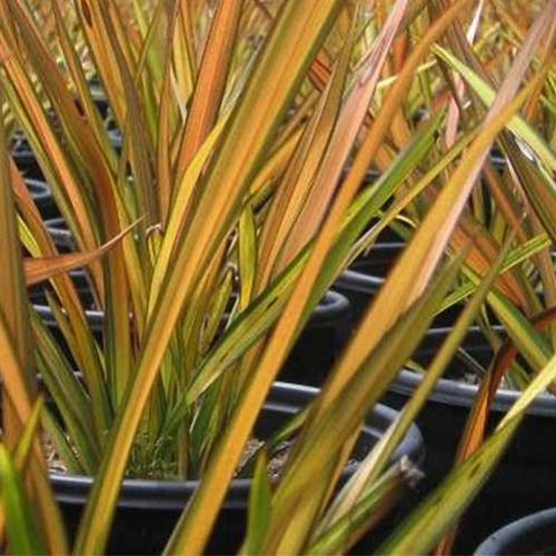 Phormium Apricot Queen (New Zealand Flax)