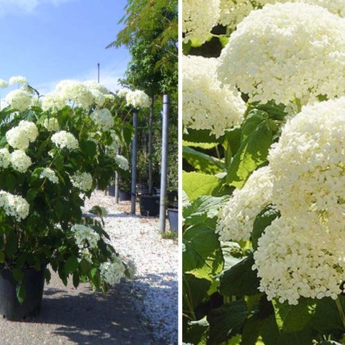 Hydrangea Arborescens 'Annabelle' (Hydrangea 'Annabelle') - Shrub