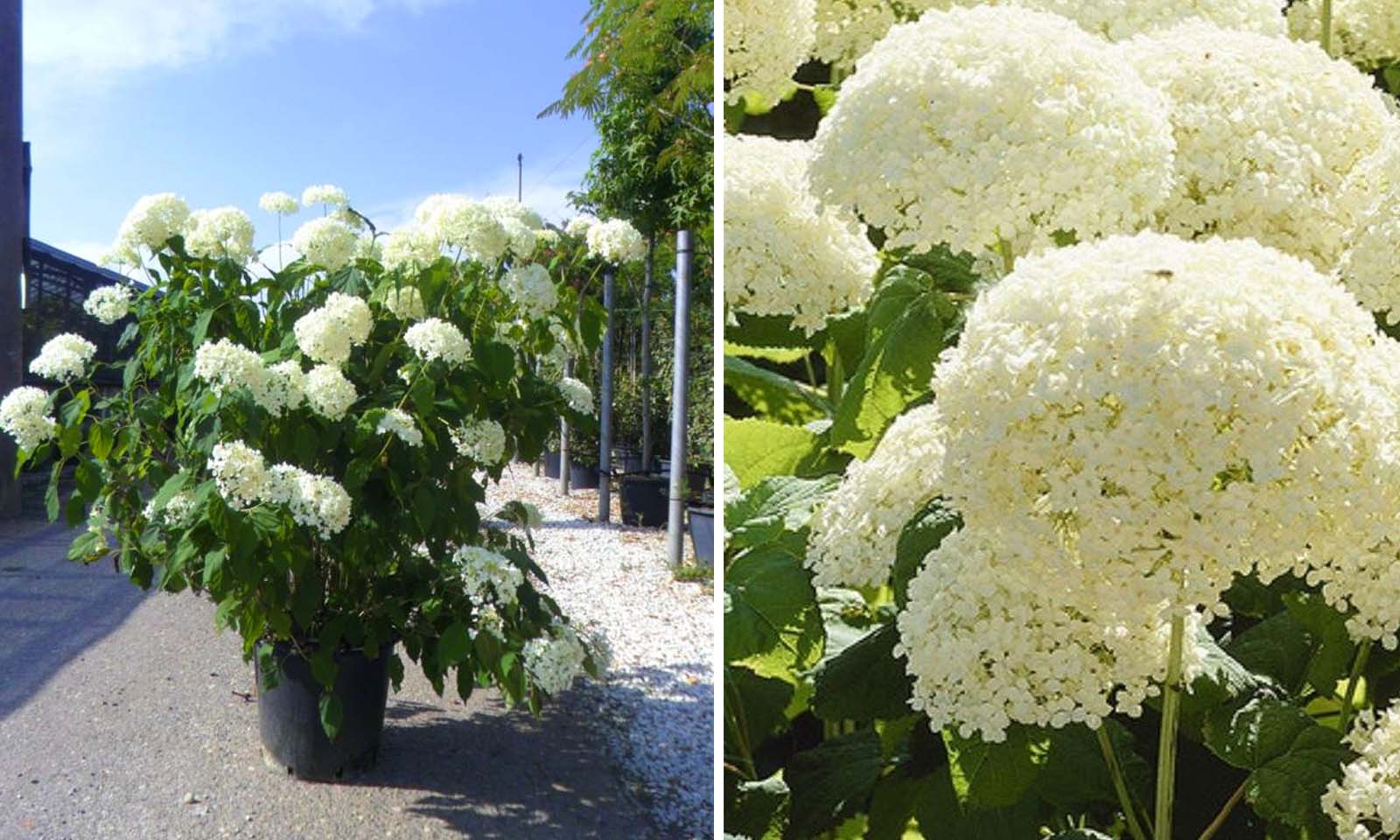 Image of Hydrangea arborescens "Annabelle" buy online