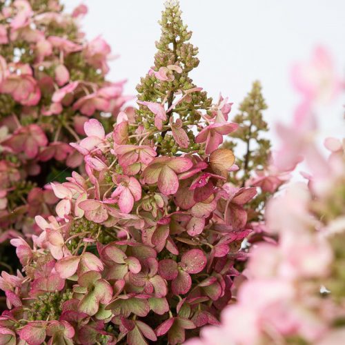 Hydrangea Paniculata 'Pinky Winky' (Paniculate Hydrangea 'Pinky Winky') - Shrub