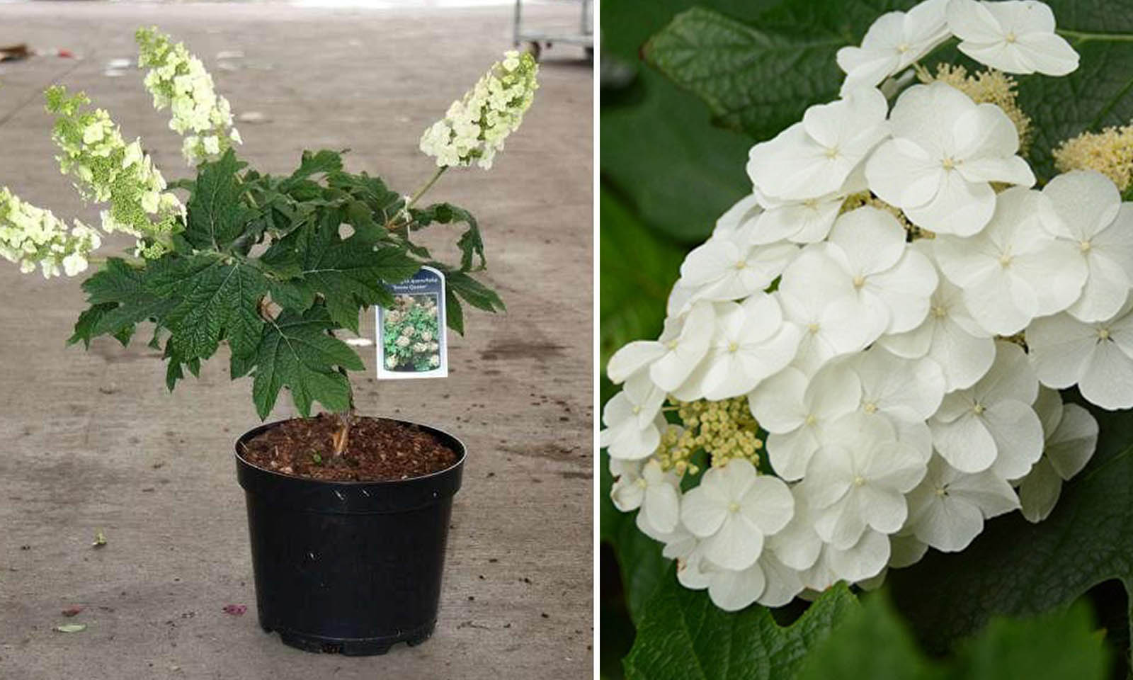 Image of Hydrangea quercifolia standard