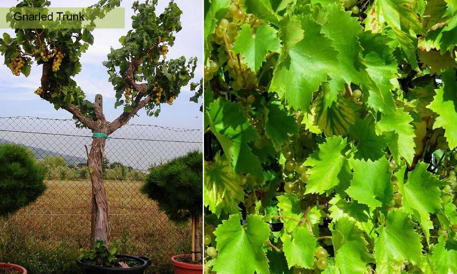 Vitis Vinifera (Grape Tree) - Gnarled Trunk