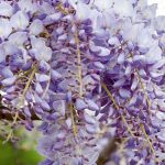 Wisteria – Climbing