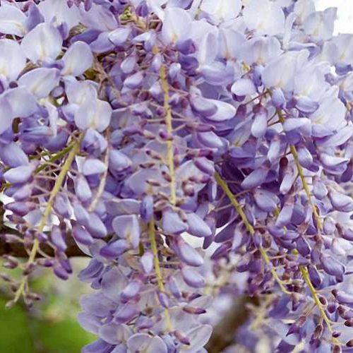 Wisteria - Climbing