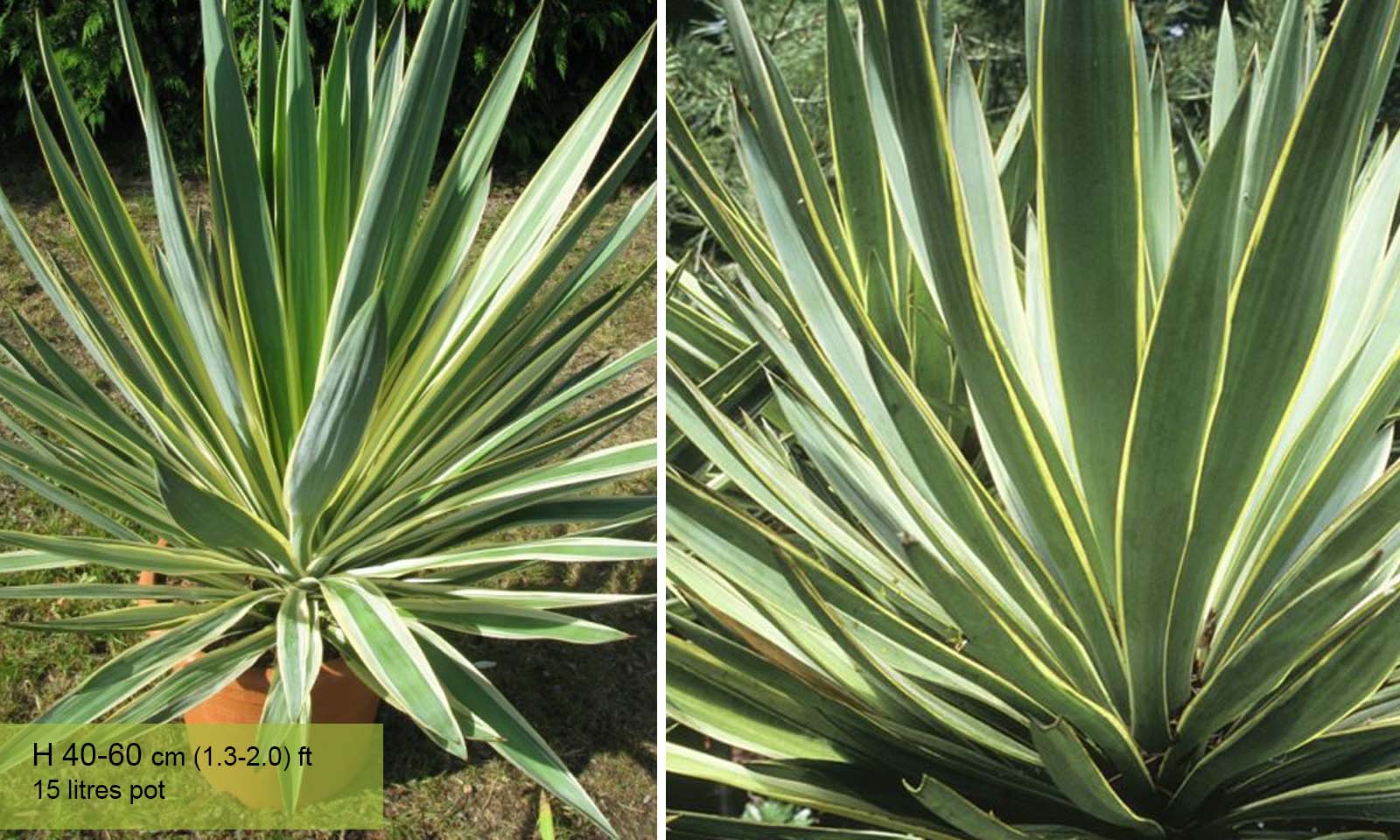 Yucca Gloriosa Variegata (Variegated Spanish Dagger) – Garden Plants Online