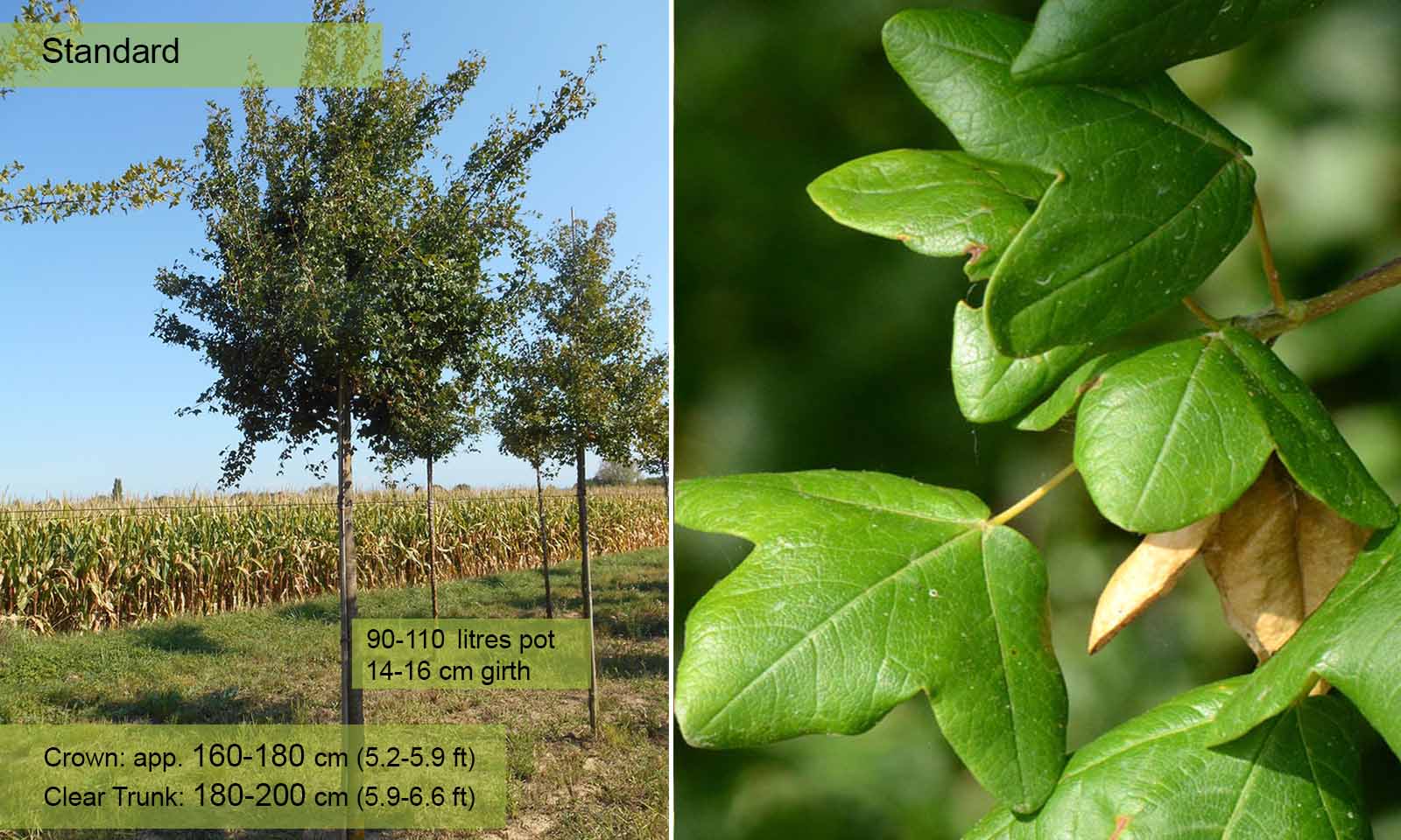Acer Monspessulanum (Montpellier Maple) - Standard