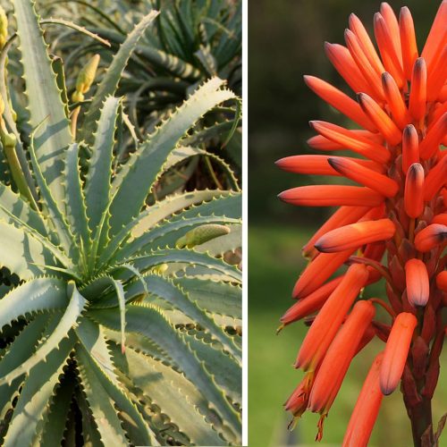 Aloe Arborescens