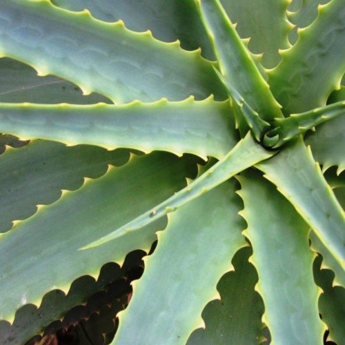 Aloe Vera