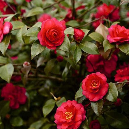 Camellia Japonica Red (Japanese Rose) - Shrub