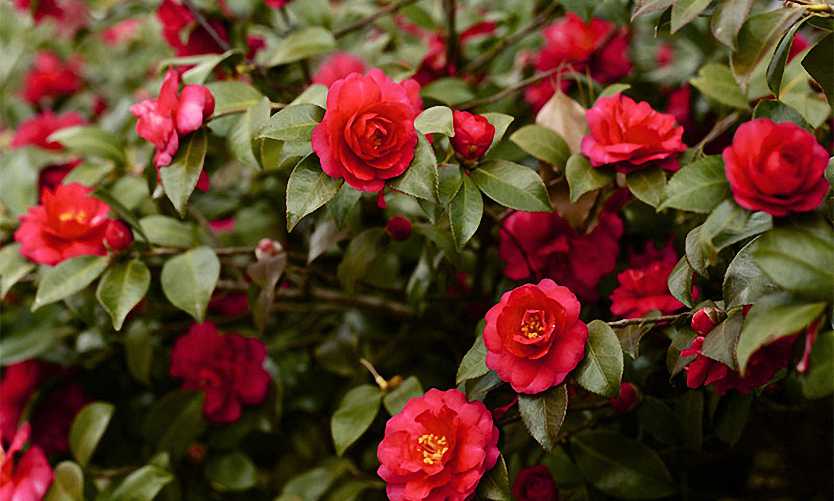 Camellia Japonica Red (Japanese Rose) - Shrub
