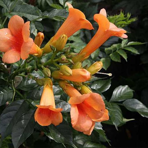 Campsis Tagliabuana Indian Summer (Chinese Trumpet Vine) - Climbing